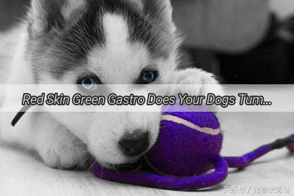 Red Skin Green Gastro Does Your Dogs Tummy Turn at Sweet Potato Peel